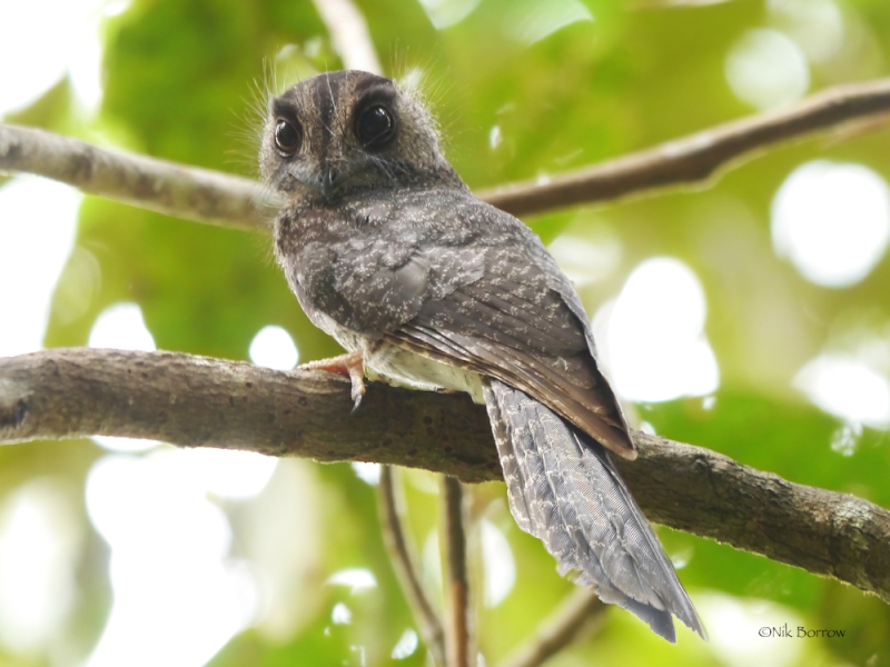 Barred Owlet-nightjar