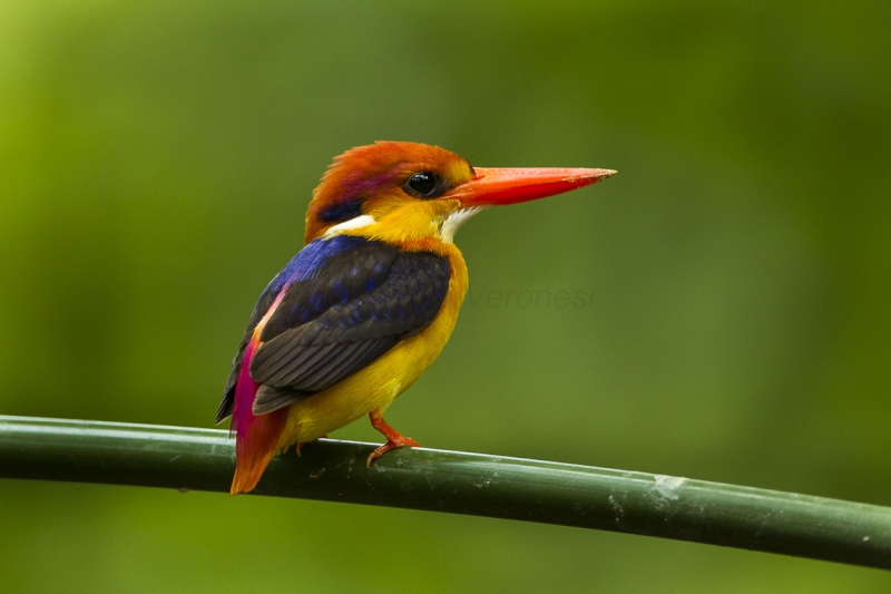 Black-backed Dwarf Kingfisher