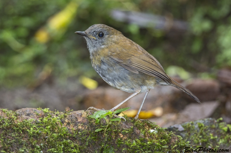 Black-billed nightingale-thrush - Wikiwand