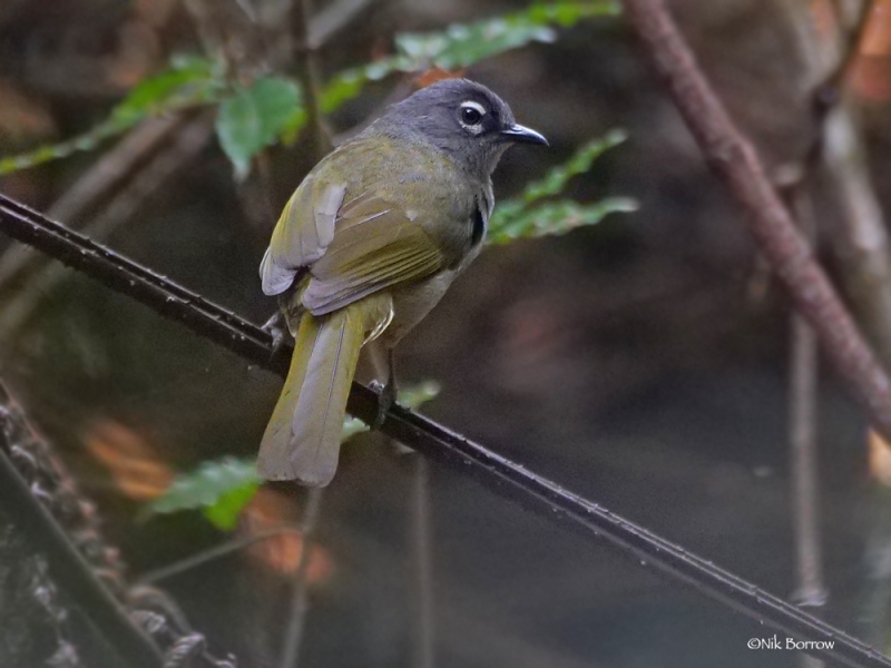 Black-browed Mountain Greenbul