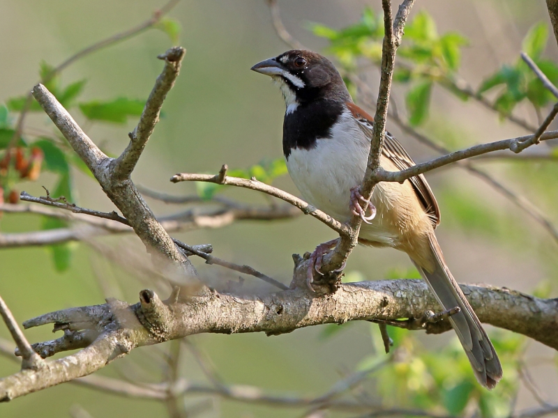 Black-chested Sparrow