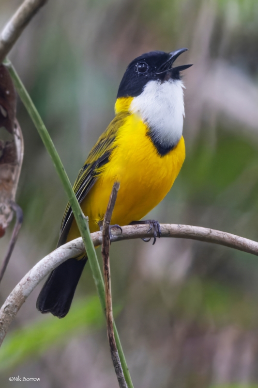 Black-chinned Whistler