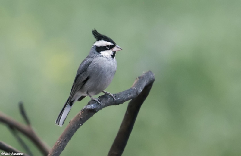 Black-crested Finch