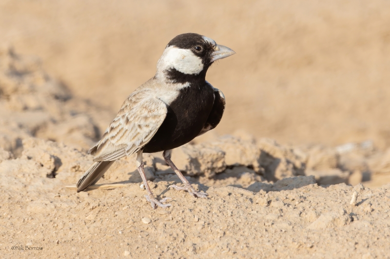 Black-crowned Sparrow-Lark