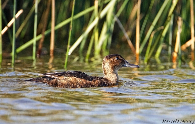 Black-headed Duck