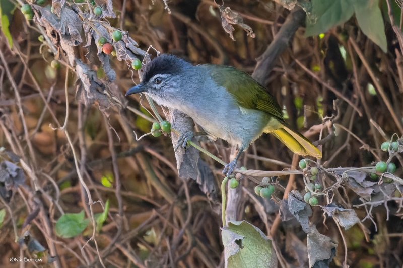 Black-headed Mountain Greenbul