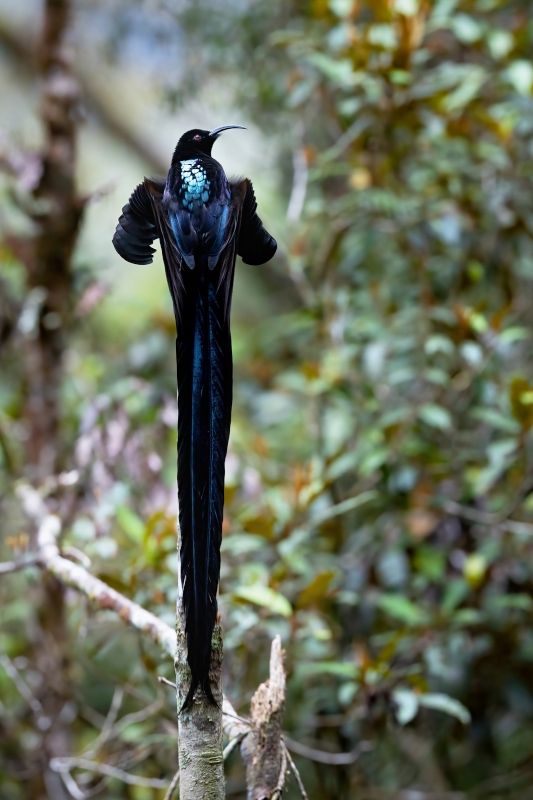 Black Sicklebill