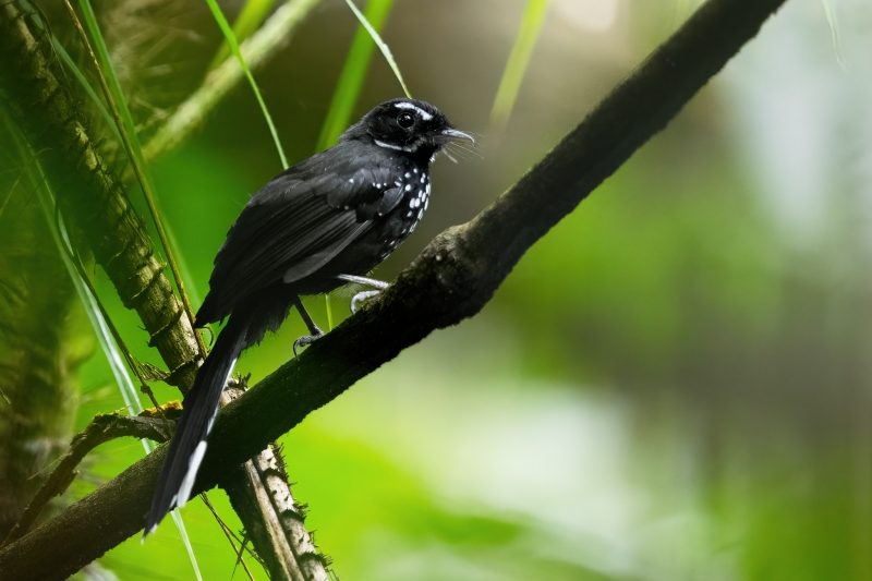 Black Thicket Fantail