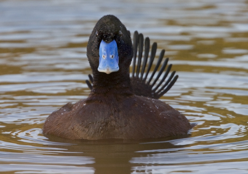 Blue-billed Duck