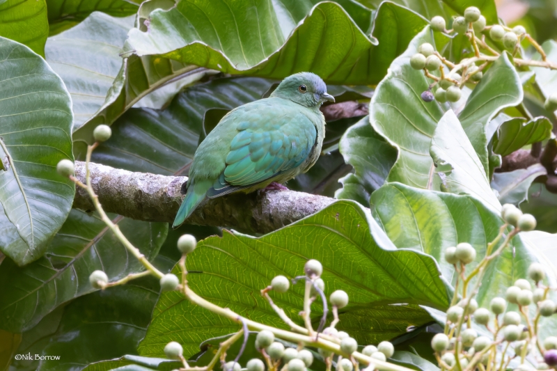 Blue-capped Fruit Dove