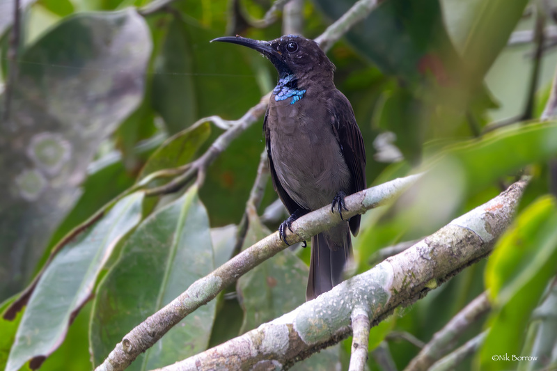 Blue-throated Brown Sunbird