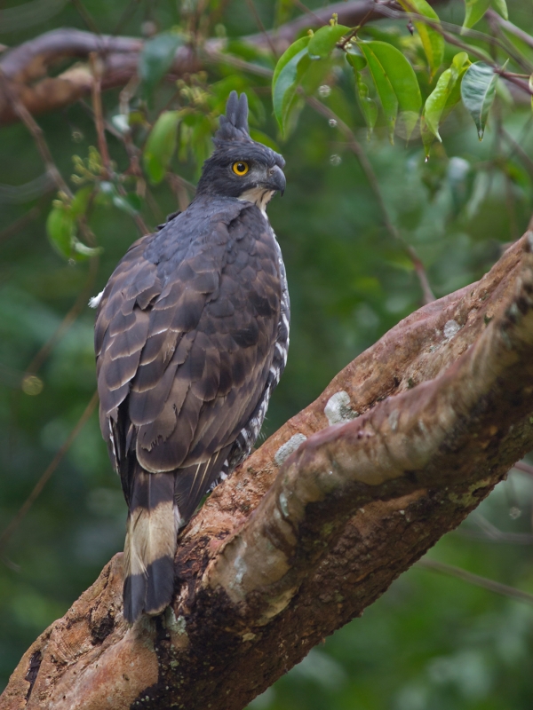 Blyth's Hawk-Eagle