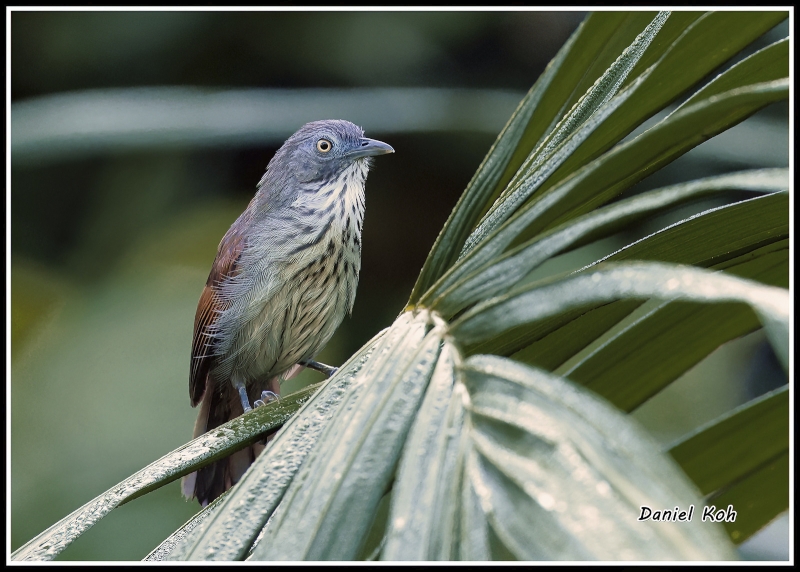 Bold-striped Tit-Babbler