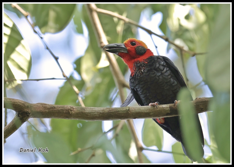 Bornean Bristlehead