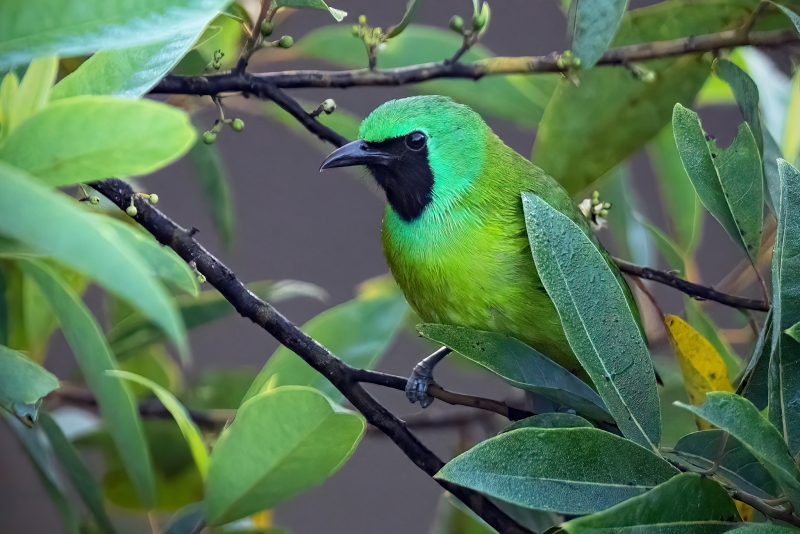 Bornean Leafbird