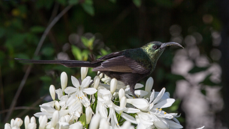 Bronze Sunbird