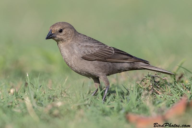 Brown-headed Cowbird