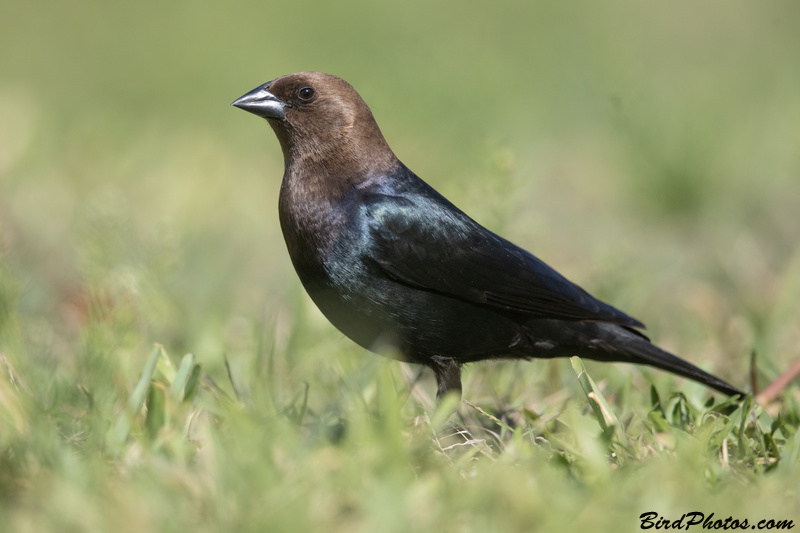 Brown-headed Cowbird