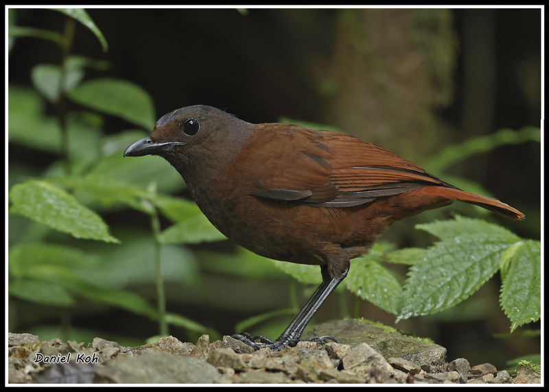 Brown-winged Whistling Thrush