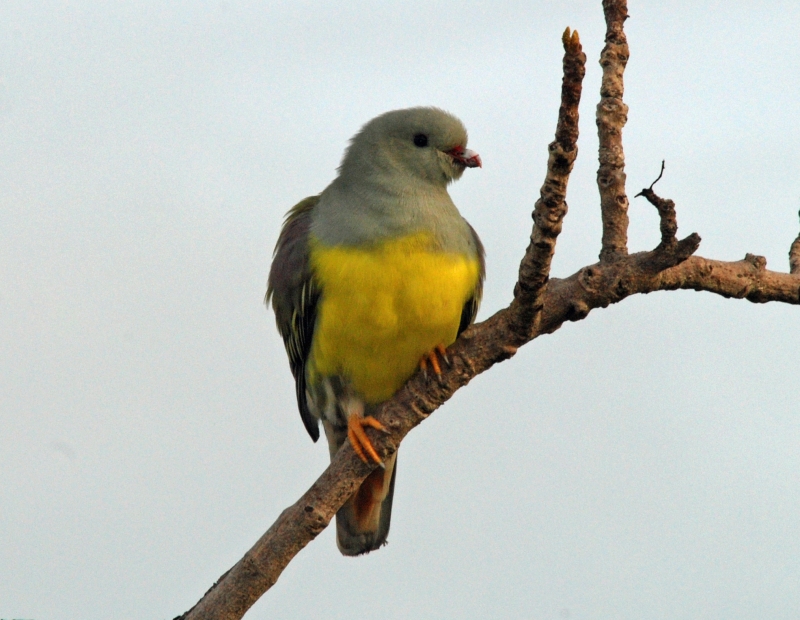 Bruce's Green Pigeon