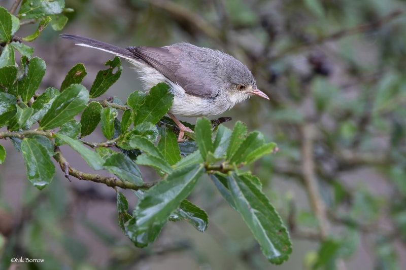 Buff-bellied Warbler