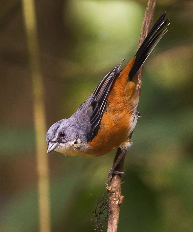 Buff-throated Warbling Finch