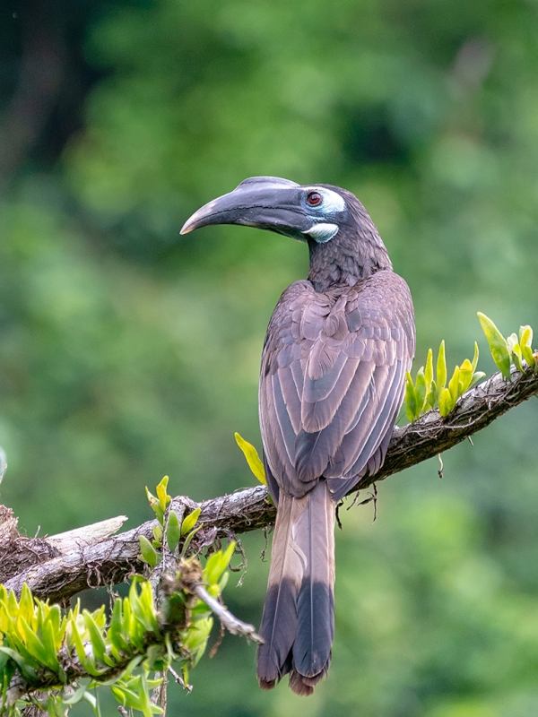Bushy-crested Hornbill