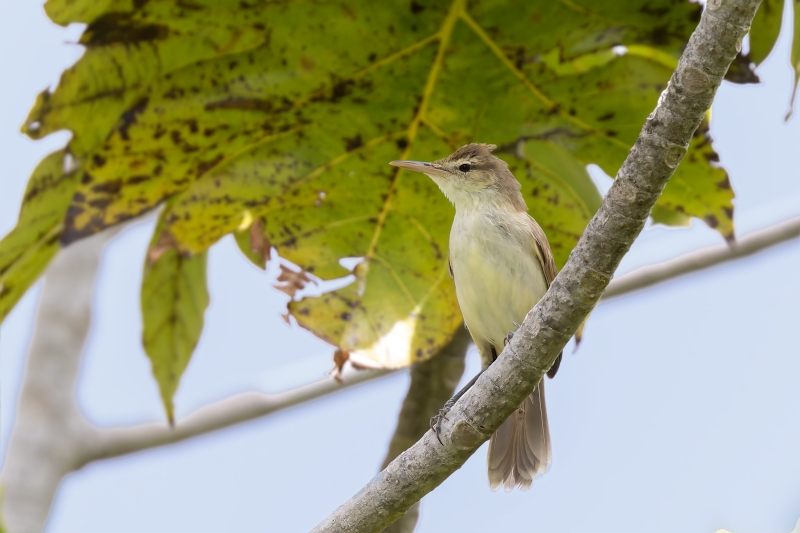 Caroline Reed Warbler