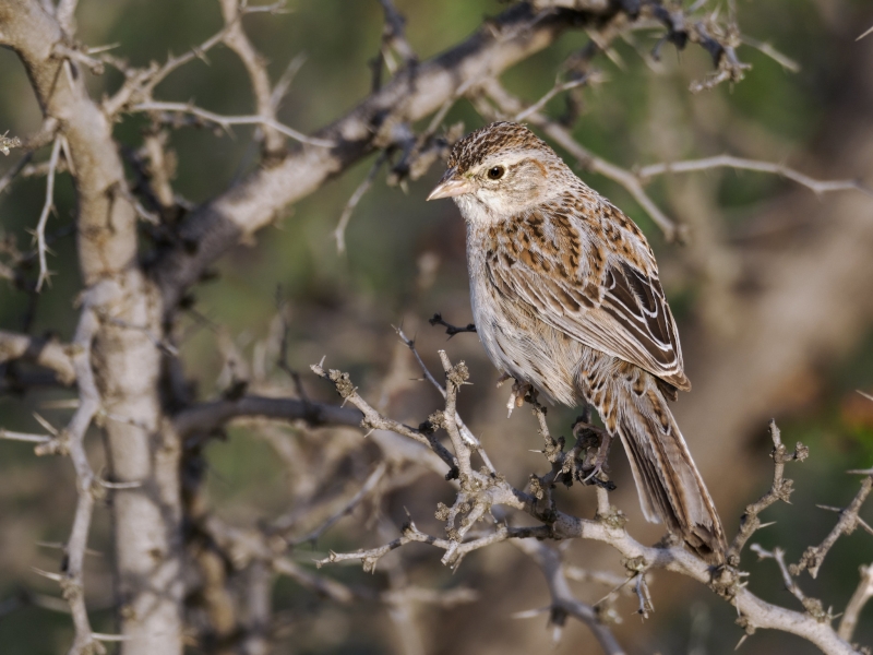 Cassin's Sparrow