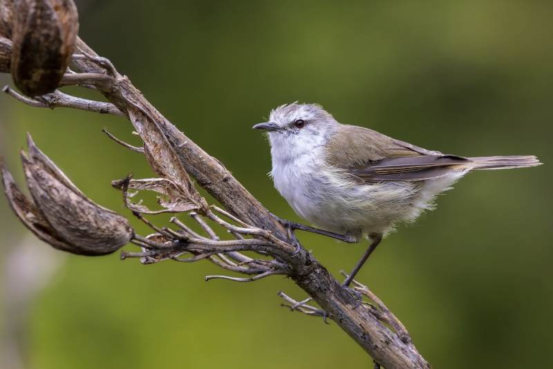 Chatham Islands Gerygone