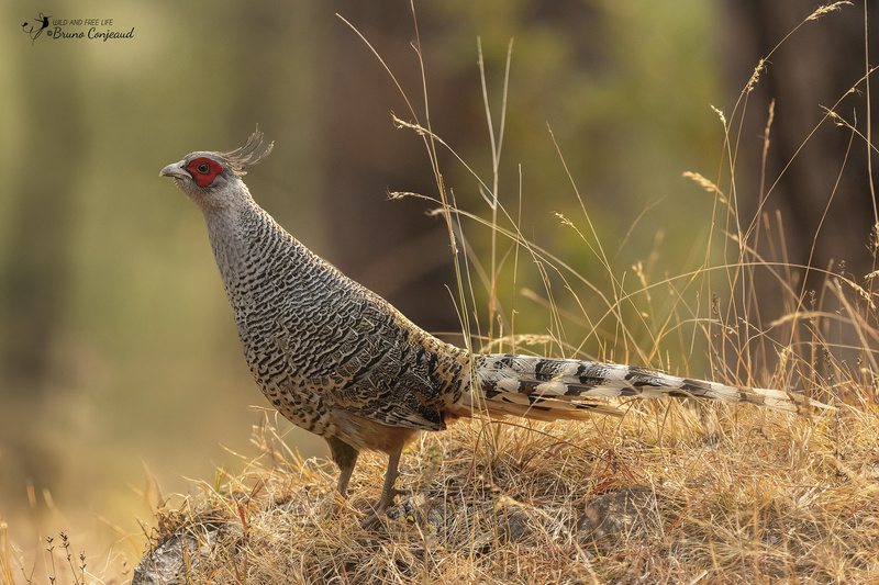 Cheer Pheasant