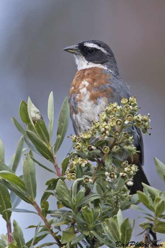 Chestnut-breasted Mountain Finch