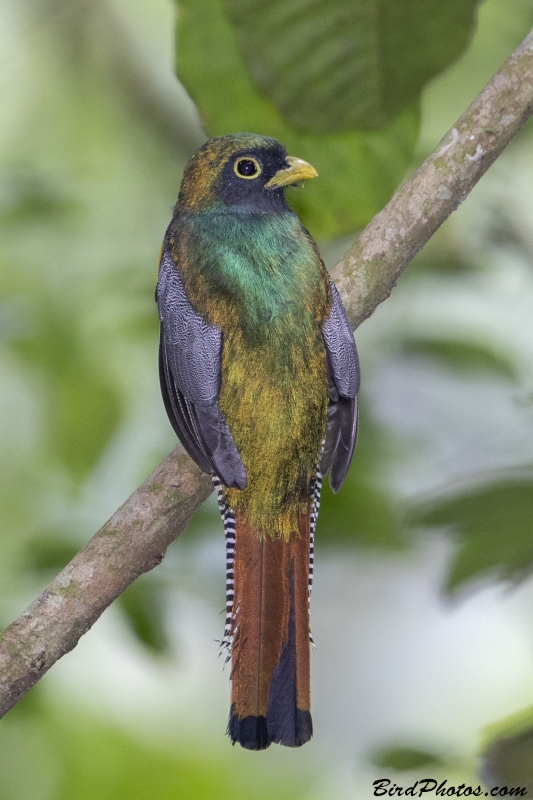 Choco Black-throated Trogon