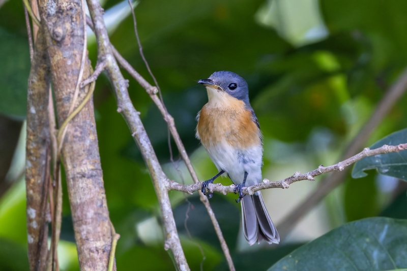 Chuuk Flycatcher