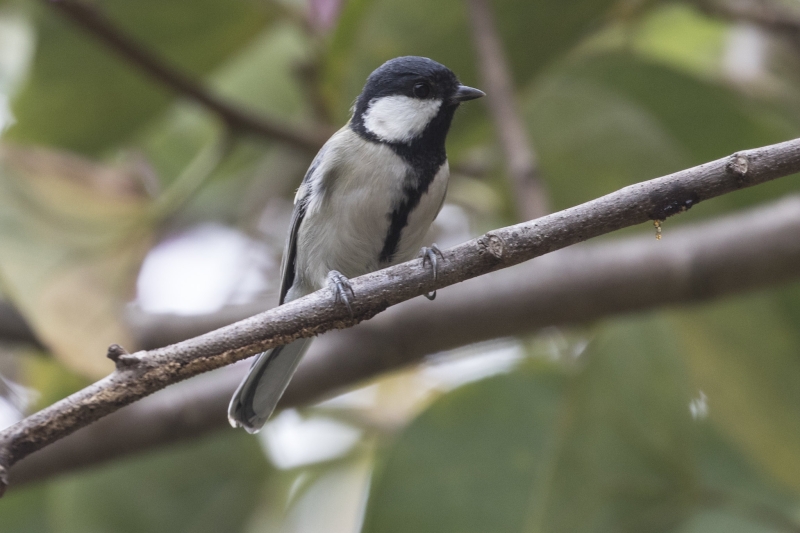 Cinereous Tit