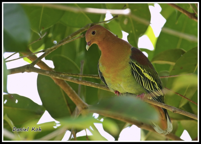 Cinnamon-headed Green Pigeon