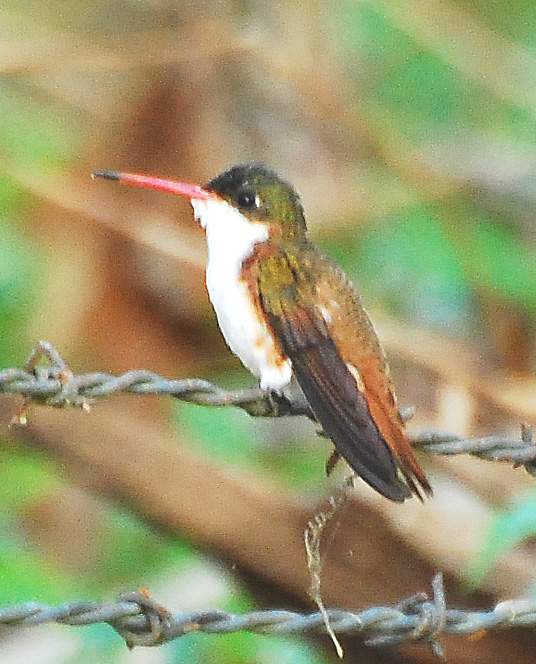 Cinnamon-sided Hummingbird