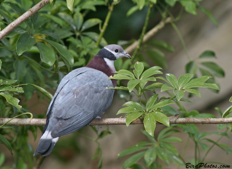 Collared Imperial Pigeon