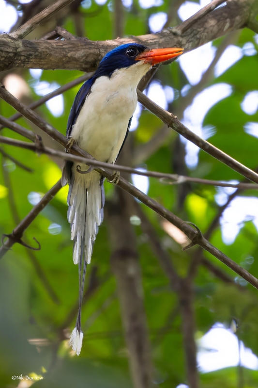 Common Paradise Kingfisher