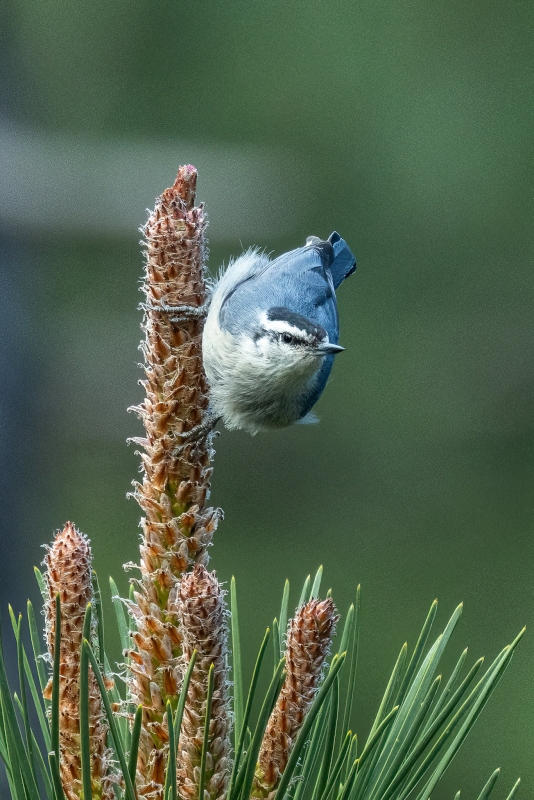 Corsican Nuthatch