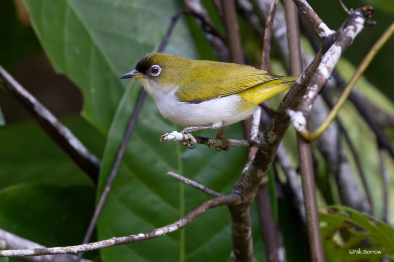 Cream-throated White-eye