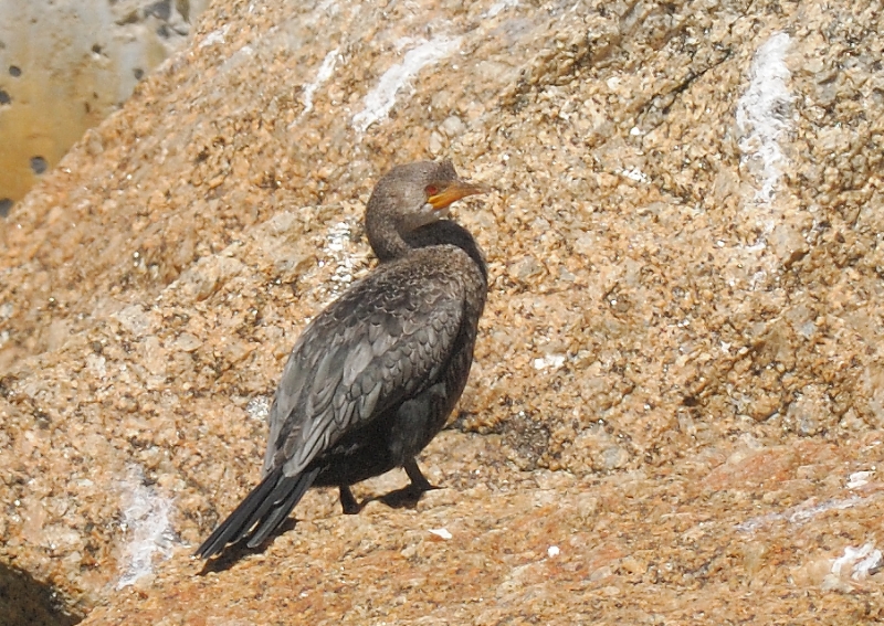 Crowned Cormorant