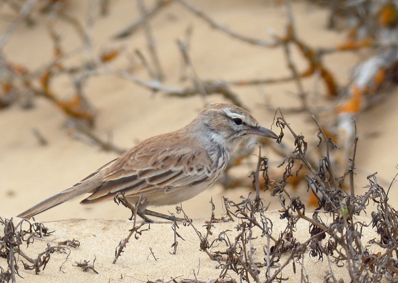 Dune Lark