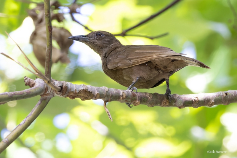 Dusky-brown Oriole