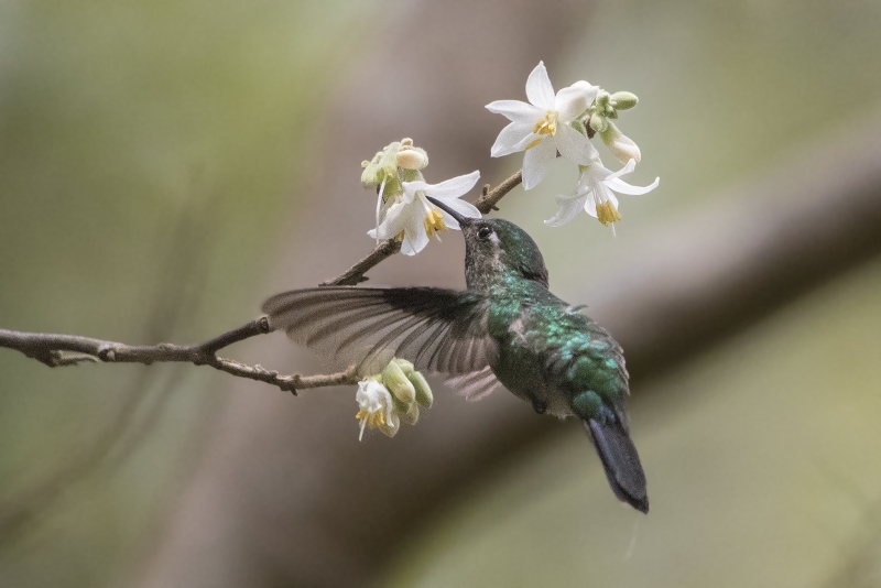 Emerald-chinned Hummingbird