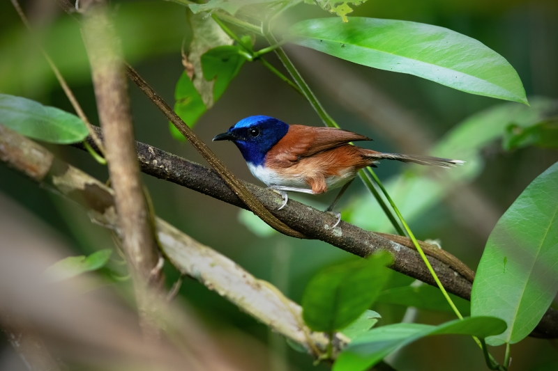 Emperor Fairywren