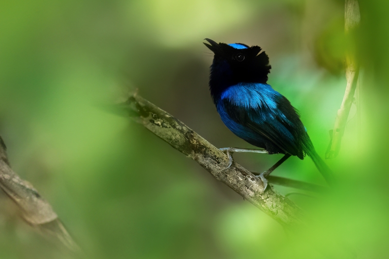 Emperor Fairywren