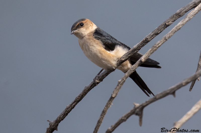 European Red-rumped Swallow