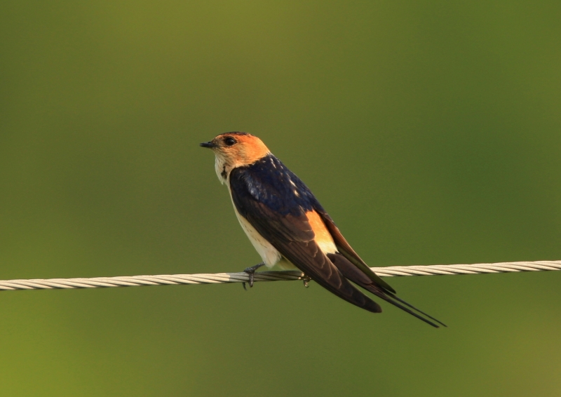 European Red-rumped Swallow