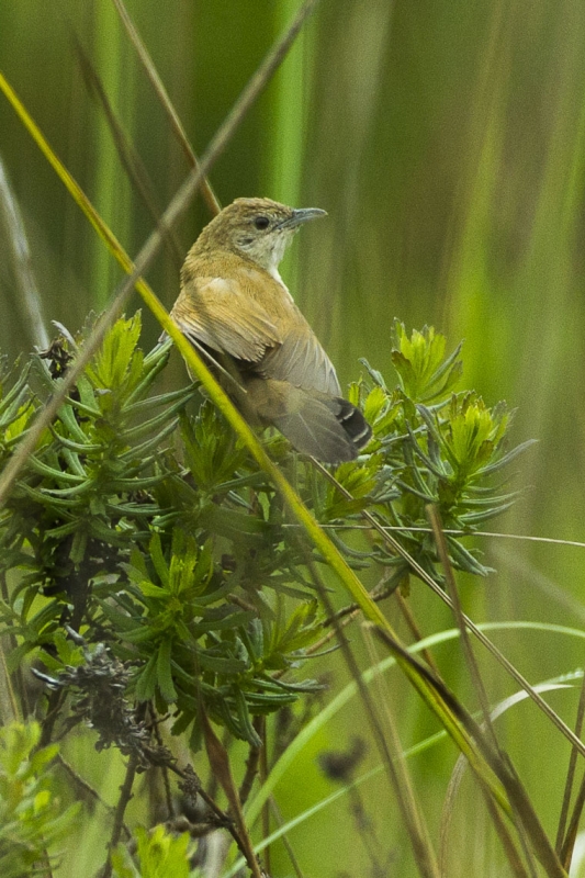 Fan-tailed Grassbird